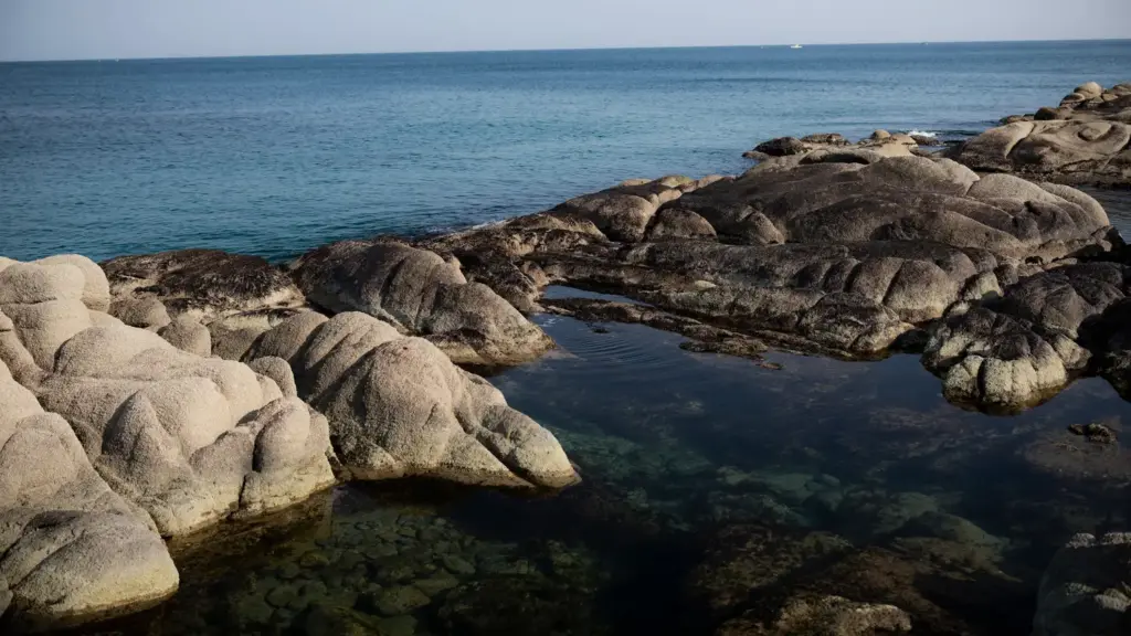 Anémone de mer : la brûlure et les gestes qui soulagent