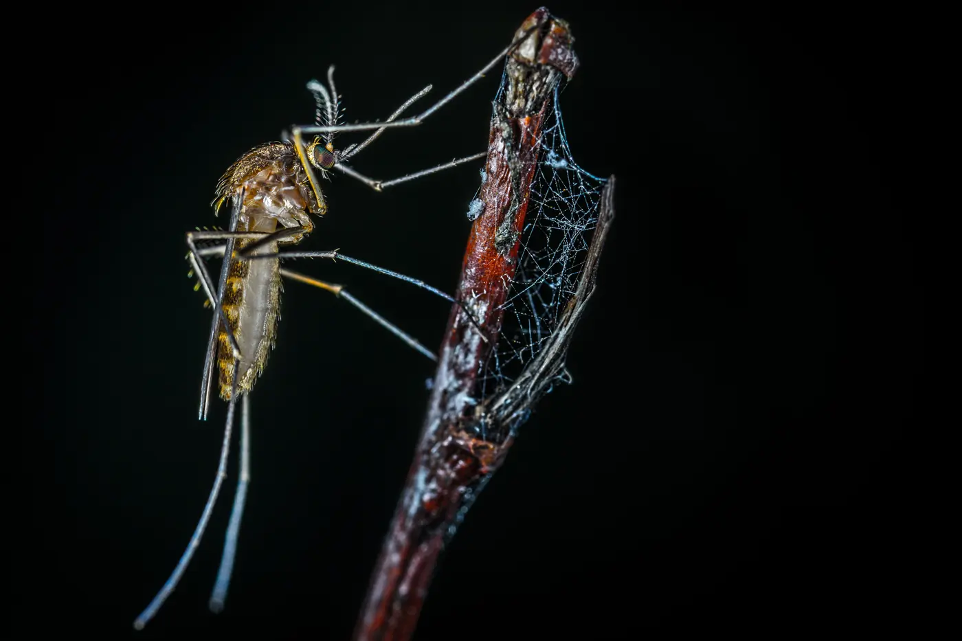 Piqûre de moustique qui démange
