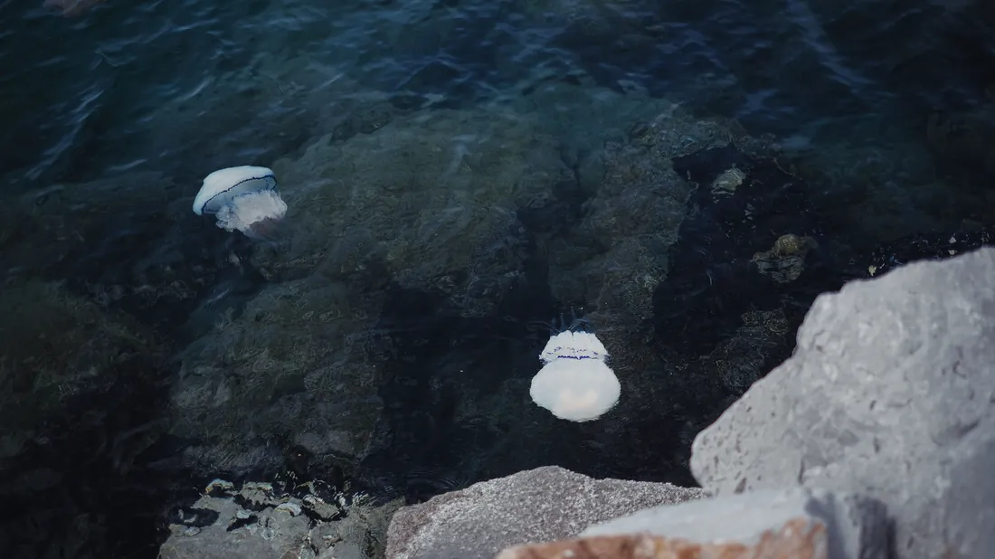 Méduse pélagie dans l'eau claire de Méditerranée