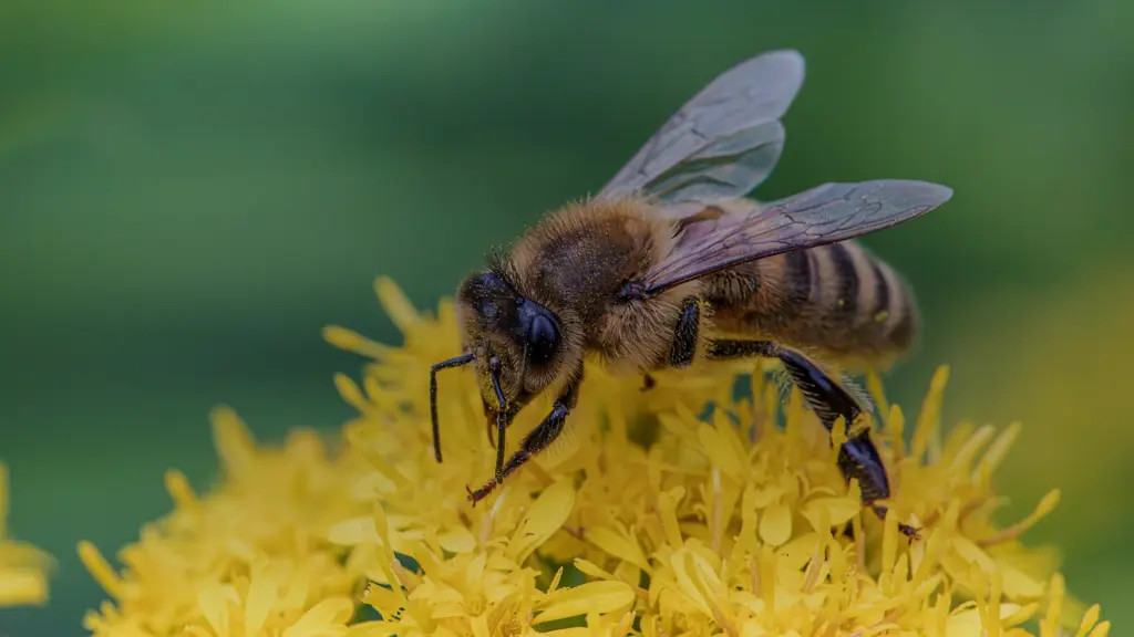 Abeille domestique posée sur des fleurs jaunes