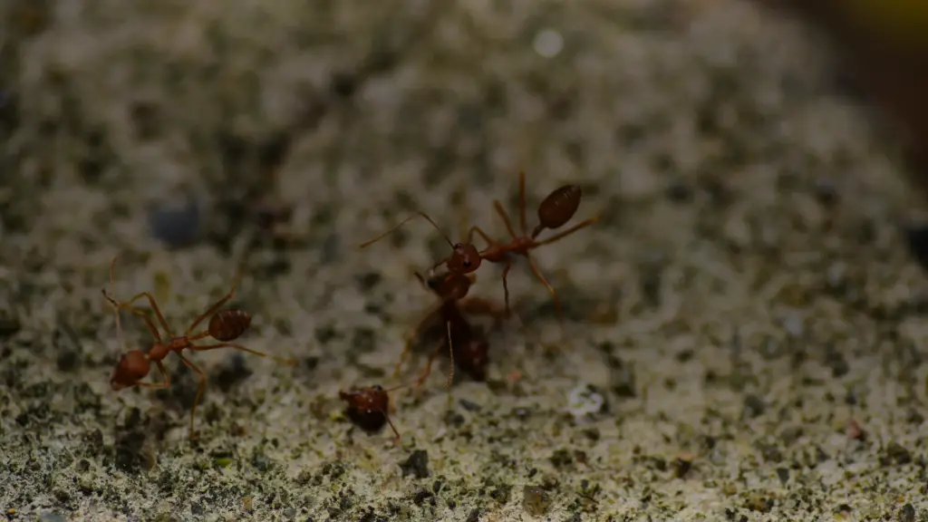 Fourmis rouges sur du sable