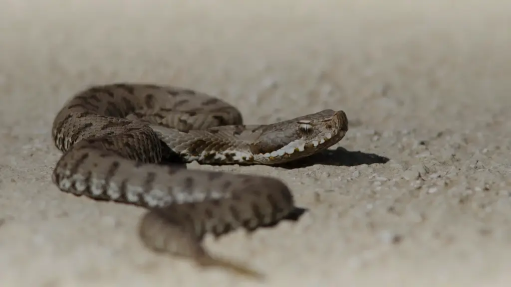 Vipère aspic sur un chemin de sable