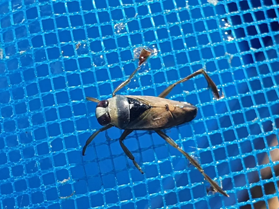 Une notonecte, Notonecta glauca, posée sur un filet bleu