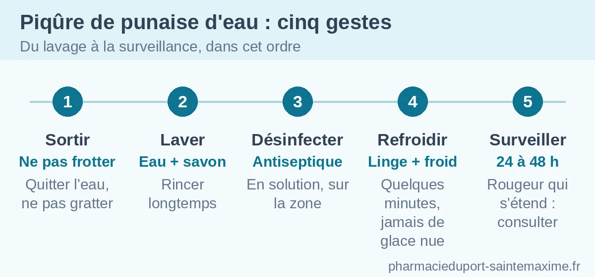 Infographie : les cinq gestes après une piqûre de punaise d'eau et les signes qui imposent de consulter