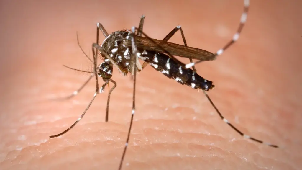 Moustique tigre Aedes albopictus posé sur la peau, abdomen rayé de blanc et de noir