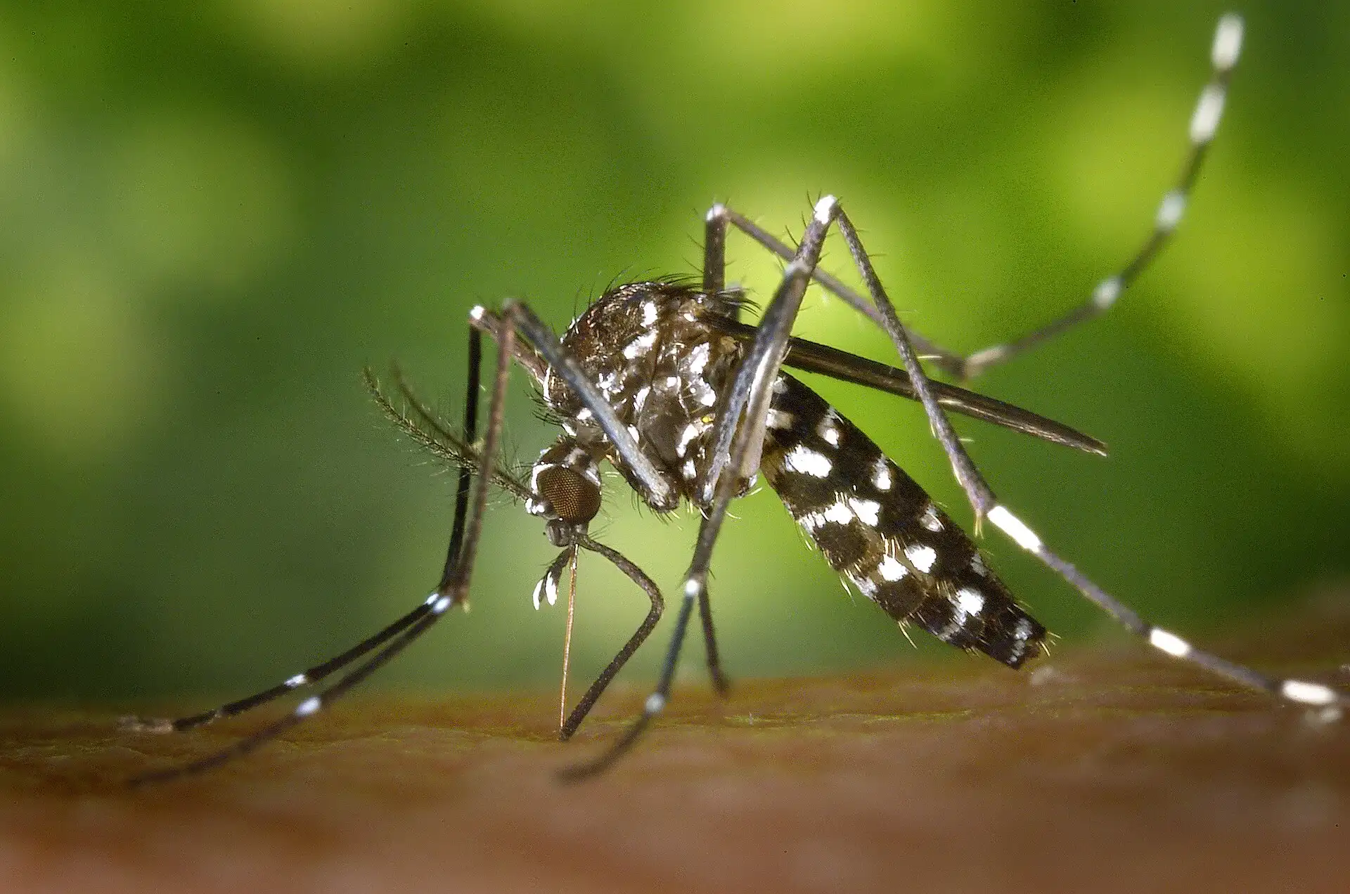 Moustique tigre Aedes albopictus vu de profil : abdomen noir rayé de blanc, pattes annelées de blanc